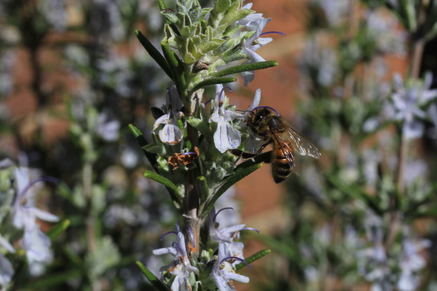 bee on rosemary